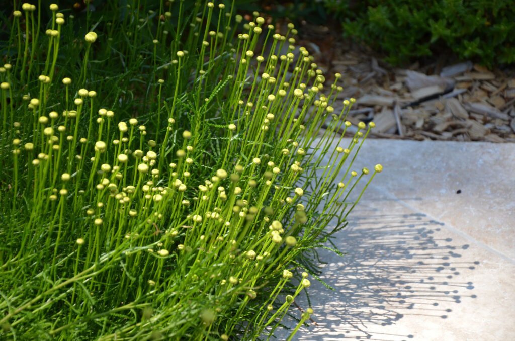 Massif de plantes en fleurs